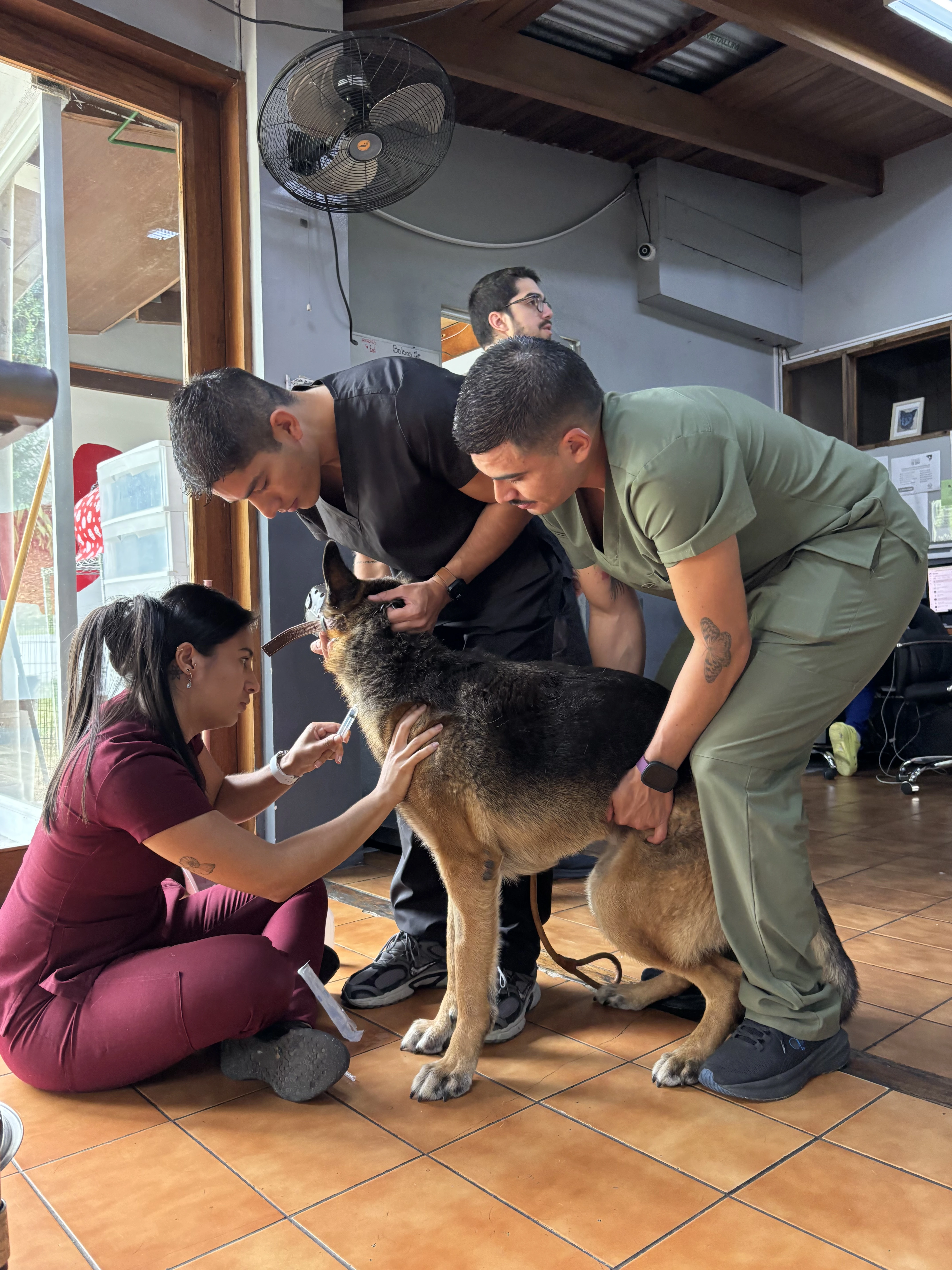 Atención veterinaria