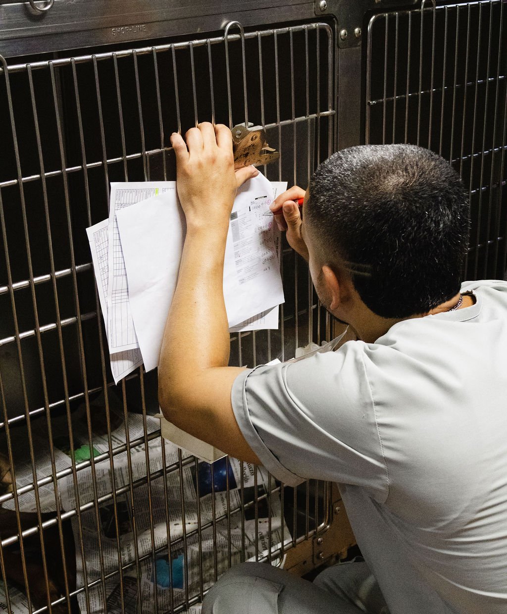 Consulta veterinaria