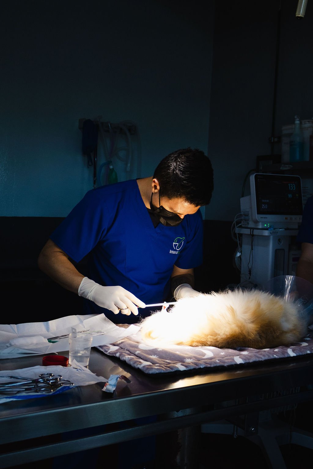 Cirugía en Intensivet