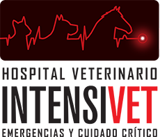 Hospital Veterinario Intensivet